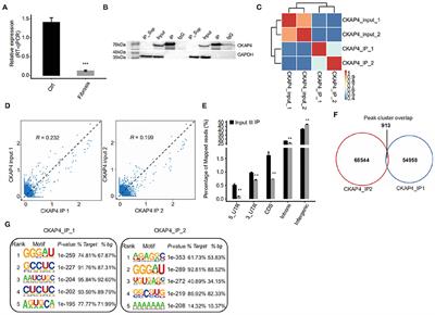 RNA-Binding Profiles of CKAP4 as an RNA-Binding Protein in Myocardial Tissues